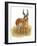 Pronghorn-Tim Knepp-Framed Giclee Print