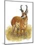 Pronghorn-Tim Knepp-Mounted Giclee Print