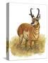 Pronghorn-Tim Knepp-Stretched Canvas