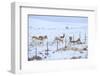 Pronghorns (Antilocapra Americana) Crawling under Fence in Snow During Migration-Gerrit Vyn-Framed Photographic Print