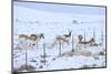 Pronghorns (Antilocapra Americana) Crawling under Fence in Snow During Migration-Gerrit Vyn-Mounted Photographic Print