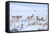 Pronghorns (Antilocapra Americana) Crawling under Fence in Snow During Migration-Gerrit Vyn-Framed Stretched Canvas