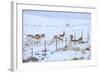 Pronghorns (Antilocapra Americana) Crawling under Fence in Snow During Migration-Gerrit Vyn-Framed Photographic Print