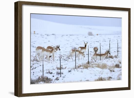 Pronghorns (Antilocapra Americana) Crawling under Fence in Snow During Migration-Gerrit Vyn-Framed Photographic Print