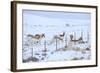 Pronghorns (Antilocapra Americana) Crawling under Fence in Snow During Migration-Gerrit Vyn-Framed Photographic Print