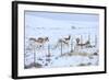 Pronghorns (Antilocapra Americana) Crawling under Fence in Snow During Migration-Gerrit Vyn-Framed Photographic Print