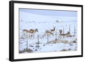 Pronghorns (Antilocapra Americana) Crawling under Fence in Snow During Migration-Gerrit Vyn-Framed Photographic Print