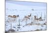 Pronghorns (Antilocapra Americana) Crawling under Fence in Snow During Migration-Gerrit Vyn-Mounted Photographic Print