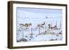 Pronghorns (Antilocapra Americana) Crawling under Fence in Snow During Migration-Gerrit Vyn-Framed Photographic Print