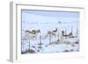 Pronghorns (Antilocapra Americana) Crawling under Fence in Snow During Migration-Gerrit Vyn-Framed Photographic Print