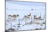 Pronghorns (Antilocapra Americana) Crawling under Fence in Snow During Migration-Gerrit Vyn-Mounted Photographic Print