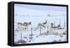 Pronghorns (Antilocapra Americana) Crawling under Fence in Snow During Migration-Gerrit Vyn-Framed Stretched Canvas