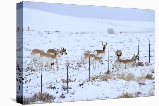 Pronghorns (Antilocapra Americana) Crawling under Fence in Snow During Migration-Gerrit Vyn-Stretched Canvas