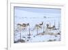 Pronghorns (Antilocapra Americana) Crawling under Fence in Snow During Migration-Gerrit Vyn-Framed Photographic Print