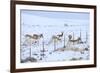 Pronghorns (Antilocapra Americana) Crawling under Fence in Snow During Migration-Gerrit Vyn-Framed Photographic Print