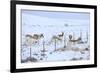 Pronghorns (Antilocapra Americana) Crawling under Fence in Snow During Migration-Gerrit Vyn-Framed Photographic Print