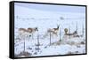 Pronghorns (Antilocapra Americana) Crawling under Fence in Snow During Migration-Gerrit Vyn-Framed Stretched Canvas