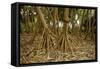 Prop Roots of Hawaiian Hala Trees-Timothy Hearsum-Framed Stretched Canvas