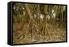 Prop Roots of Hawaiian Hala Trees-Timothy Hearsum-Framed Stretched Canvas