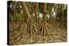 Prop Roots of Hawaiian Hala Trees-Timothy Hearsum-Stretched Canvas