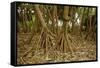 Prop Roots of Hawaiian Hala Trees-Timothy Hearsum-Framed Stretched Canvas