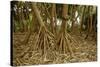 Prop Roots of Hawaiian Hala Trees-Timothy Hearsum-Stretched Canvas