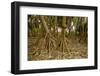 Prop Roots of Hawaiian Hala Trees-Timothy Hearsum-Framed Photographic Print