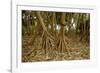 Prop Roots of Hawaiian Hala Trees-Timothy Hearsum-Framed Photographic Print