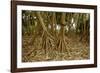 Prop Roots of Hawaiian Hala Trees-Timothy Hearsum-Framed Photographic Print