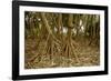 Prop Roots of Hawaiian Hala Trees-Timothy Hearsum-Framed Photographic Print