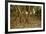 Prop Roots of Hawaiian Hala Trees-Timothy Hearsum-Framed Photographic Print