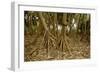 Prop Roots of Hawaiian Hala Trees-Timothy Hearsum-Framed Photographic Print