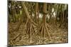 Prop Roots of Hawaiian Hala Trees-Timothy Hearsum-Mounted Photographic Print