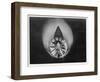 Propeller in Altitude Wind Tunnel-null-Framed Photographic Print