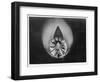 Propeller in Altitude Wind Tunnel-null-Framed Photographic Print