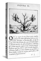 Prophecy Figure II from Prognosticatio Eximii Doctoris Paracelsi, 1536-Theophrastus Bombastus von Hohenheim Paracelsus-Stretched Canvas