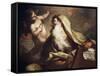 Prophet Isaiah-Antonio Balestra-Framed Stretched Canvas