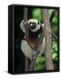 Propithecus Sifaka Lemur, Madagascar-Connie Bransilver-Framed Stretched Canvas