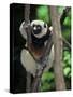 Propithecus Sifaka Lemur, Madagascar-Connie Bransilver-Stretched Canvas