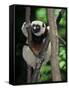 Propithecus Sifaka Lemur, Madagascar-Connie Bransilver-Framed Stretched Canvas