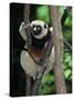 Propithecus Sifaka Lemur, Madagascar-Connie Bransilver-Stretched Canvas