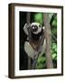 Propithecus Sifaka Lemur, Madagascar-Connie Bransilver-Framed Photographic Print