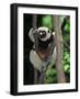 Propithecus Sifaka Lemur, Madagascar-Connie Bransilver-Framed Photographic Print