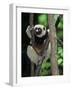 Propithecus Sifaka Lemur, Madagascar-Connie Bransilver-Framed Photographic Print