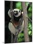 Propithecus Sifaka Lemur, Madagascar-Connie Bransilver-Mounted Photographic Print