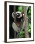 Propithecus Sifaka Lemur, Madagascar-Connie Bransilver-Framed Photographic Print