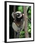 Propithecus Sifaka Lemur, Madagascar-Connie Bransilver-Framed Photographic Print