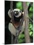 Propithecus Sifaka Lemur, Madagascar-Connie Bransilver-Mounted Photographic Print