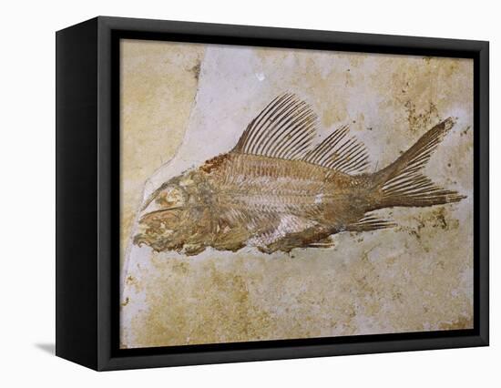 Propterus Elongatus Fish Fossil-Naturfoto Honal-Framed Stretched Canvas