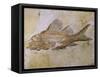 Propterus Elongatus Fish Fossil-Naturfoto Honal-Framed Stretched Canvas
